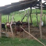 Cuba_2011_ontvangen_013_Secundino