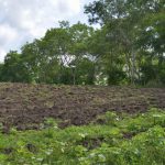 Cuba_Marcelo_006_Landbouw