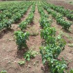 Cuba_Marcelo_007_Landbouw