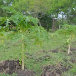 Cuba_Marcelo_008_Landbouw