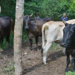 Cuba_Marcelo_027_Vee