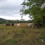 Cuba_Marcelo_028_Vee