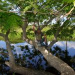 La_Ventura_Advies_009_2015_Adviseur_vanuit_Camaguey