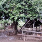 La_Ventura_Varkens_001