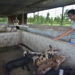 La_Ventura_Varkens_003