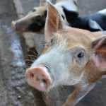 La_Ventura_Varkens_008