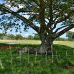 La_Ventura_Vervoer_013